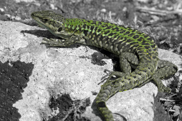 Beautiful green common wall lizard (Podarcis muralis) taking a sunbath on an ancient stone in Paestum, Italy
