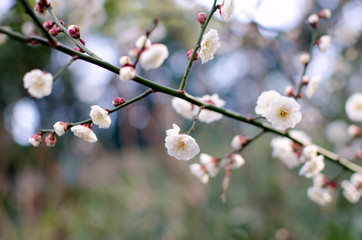 Mogusaen,Hino city,Tokyo. Plum Blossom In Full Bloom.
