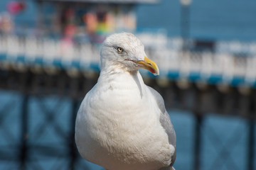 Seagul By the Pier