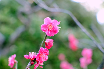 Mogusaen,Hino city,Tokyo. Pink Plum Blossom In Full Bloom.