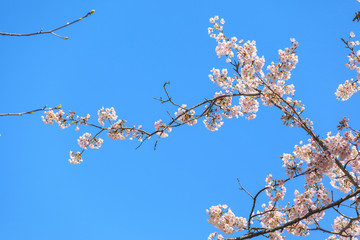 Pink sakura flower close up, cherry blossom in Japan
