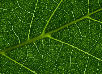 green walnut leaf suitable for background or texture