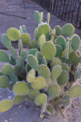 cactus in the garden