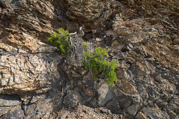 Natural volcanic stone texture. Rock texture and background.