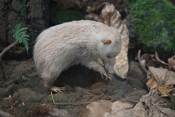 Museum mit Exponaten bei einer Ausstellung auf la Reunion insel st denis