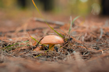 Mushroom on tree trunk. Old tree trunk almost declined with lots of fungus grows over