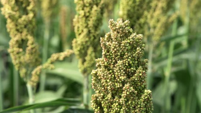 Grain sorghum in field