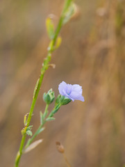 Flax plant with blue blossom