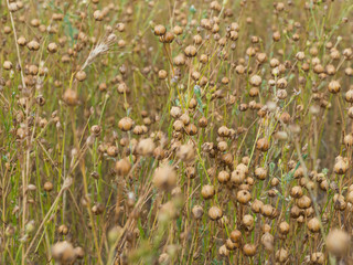 Dry flax plant with capsules on field