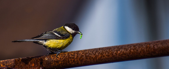 Bird on the bar with a worm
