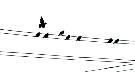 Birds on wires. One flying bird