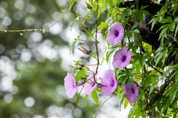 purple morning glory flower with drops climbing on dried branches tree