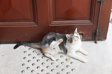 Katze vor einer Kirche auf la reunion in frankreich
