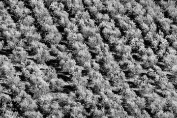 olive trees in the tuscany, Italy