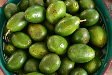 avocado tree, avocado from Thailand country