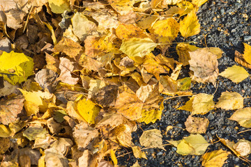 Birch yellow leaves fallen from tree lie on asphalt road on an autumn day.