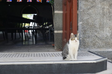Katze vor einer Kirche auf la reunion in frankreich