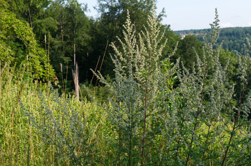 flowering common mugwort plants in hilly landscape