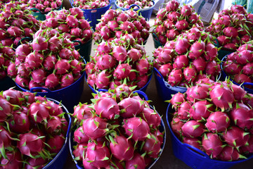 Dragon fruit, hylocereus, Dragon fruit from Thailand country