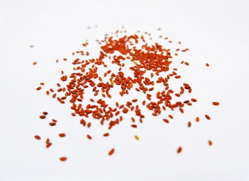 Garden Cress, Garden Cress Seed, Lepidium sativum