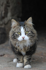 Obraz premium Chaton St Martin