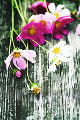 Pink and white wild flowers (Cosmos) on old wooden background, toned. Flower background, soft focus
