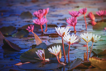 Beautiful pink water lily or lotus flower in pond