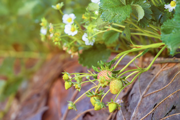 Strawberries growing on the ground in  garden.