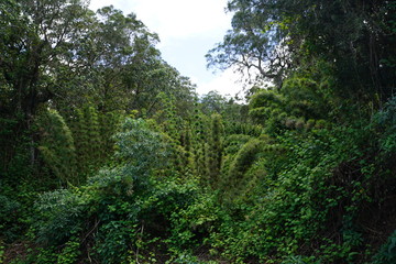 Der Talkessel von Cirque de Mafate  auf la reunion insel in frankreich