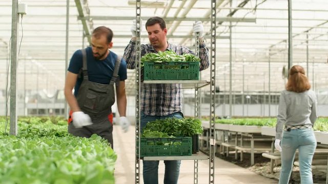 Farm worker in a modern greenhouse harvesting green salad and pushing a cart with green salad.