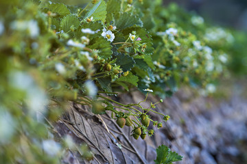 Strawberries growing on the ground in  garden.