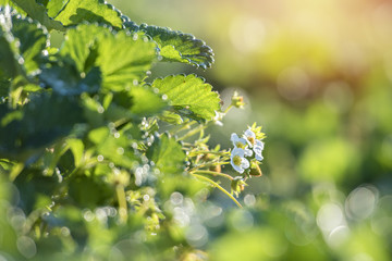 Strawberries growing on the ground in  garden.