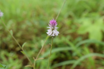 Edible wild plant,  pink flower, Natural Photography: