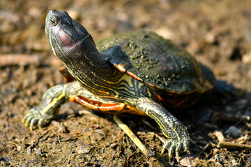 Diamond back terrapin