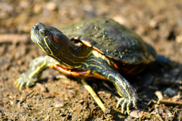 Diamond back terrapin