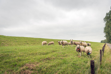 Naklejka na ściany i meble Herd of sheep on the slope of a Dutch dike