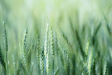Green barley field, barley  field of agricultural. .
