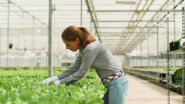 Female worker in greenhouse inspecting the growth of organic green salad for cultivation.