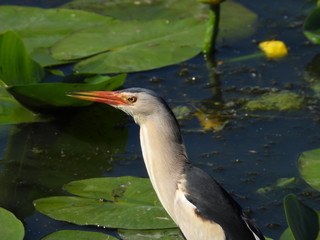 Bittern - a night marsh bird from the heron family.