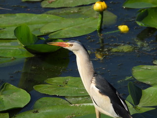 Bittern - a night marsh bird from the heron family.
