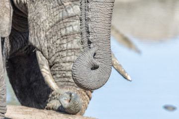 Close-up of an african elephant trunk tip