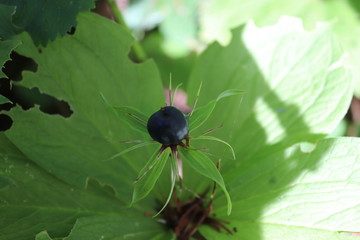 Blume im Wald (Nachtschatten)