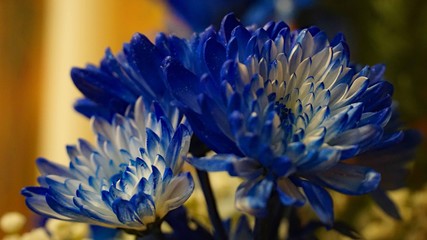 closeup of blue flower