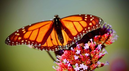 butterfly on flower
