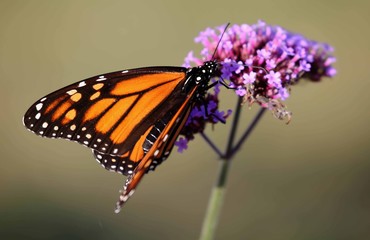 butterfly on flower