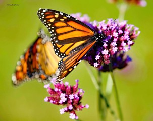 butterfly on flower