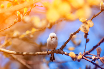 beautiful natural background with cute songbird long-tailed tit sitting on a branch with fluffy yellow willow buds in spring Sunny garden