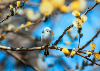 natural background with cute songbird long-tailed tit sitting on a branch with fluffy yellow willow buds in spring Sunny garden