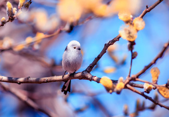 beautiful natural background with cute songbird long-tailed tit sitting on a branch with fluffy yellow willow buds in spring Sunny garden