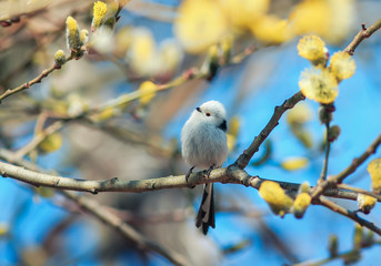 beautiful natural background with cute bird long-tailed tit sitting on a branch with fluffy yellow willow buds in spring garden